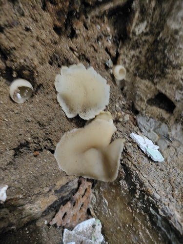 Fungo murario — Bild 1