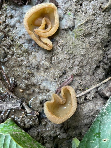 Fungo murario — Bild 4