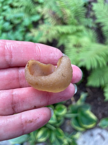 Fungo murario — Bild 3