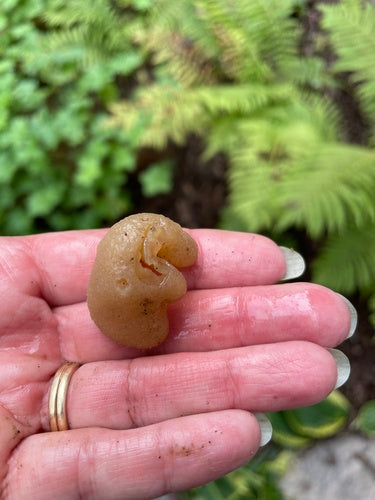 Fungo murario — Bild 2