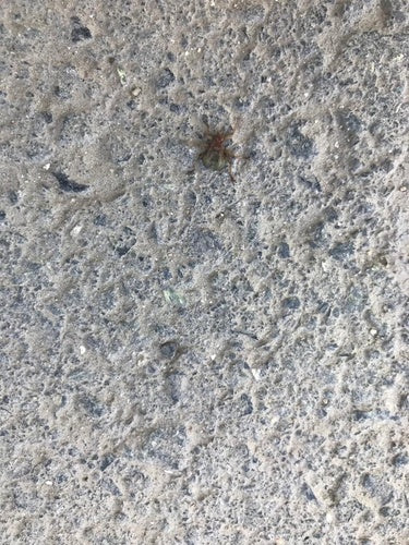 Il pidocchio veloce vola — Bild 5