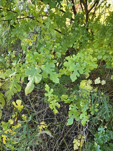 Gelso — Bild 2