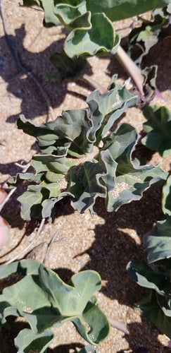 Cavolo di mare — Bild 3