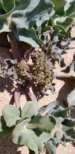 Cavolo di mare — Bild 1