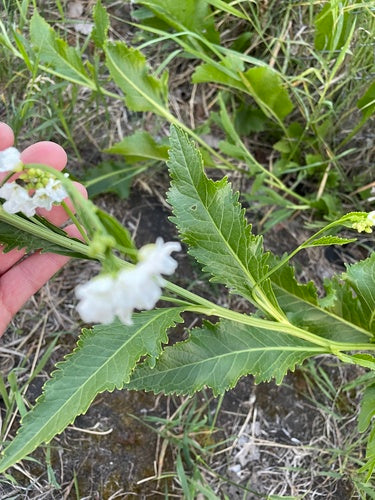 Naturaufnahme - Bild 3