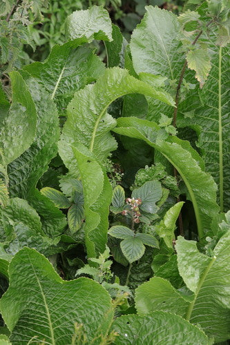 rafano — Bild 2