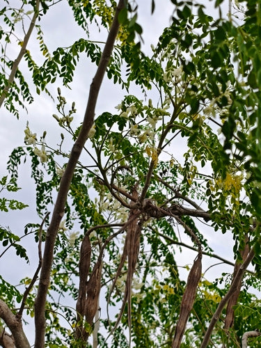 Albero di rafano — foto 2 di 8