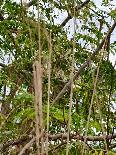 Albero di rafano — foto 1 di 8