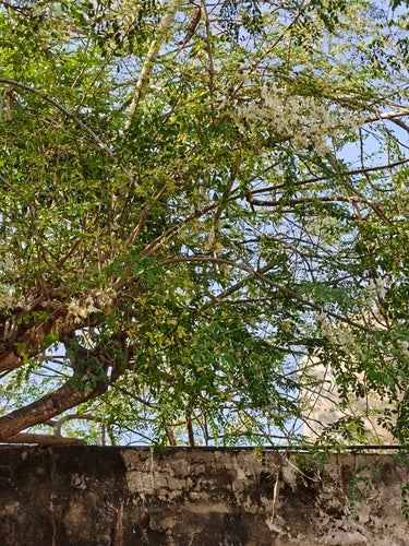 Albero di rafano — foto 3 di 8