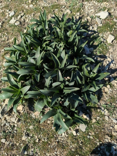 Cipolla di mare — Bild 2