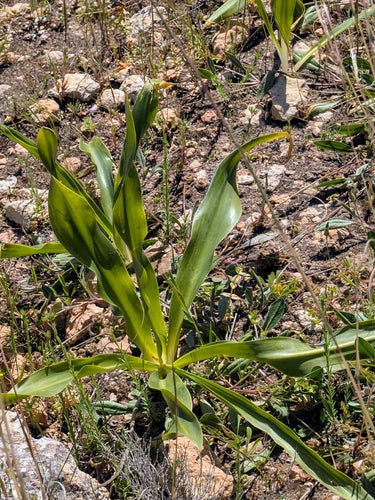 Cipolla di mare — Bild 1
