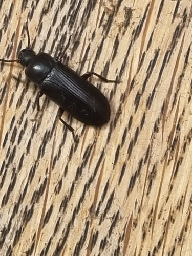 Scarabeo della farina — Bild 3