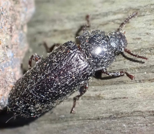 Scarabeo della farina — Bild 5