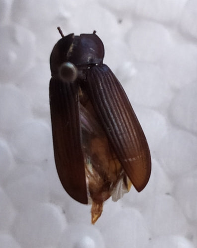 Scarabeo della farina — Bild 5