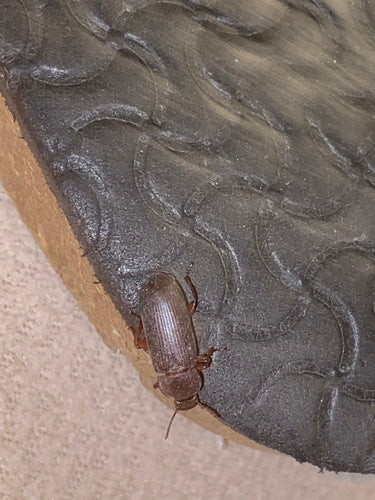 Scarabeo della farina — Bild 4
