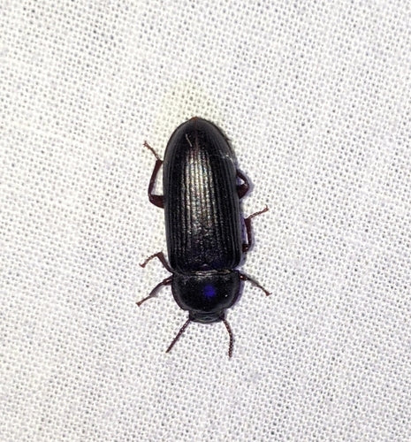 Scarabeo della farina — Bild 4