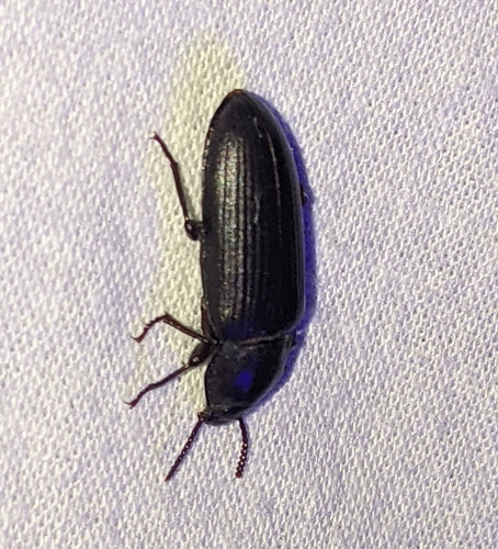 Scarabeo della farina — Bild 3