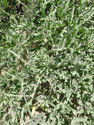 Meloni — Bild 5