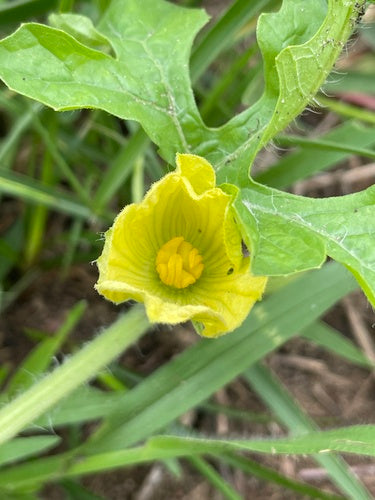 Meloni — Bild 4