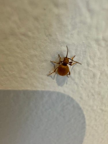 Scarabeo d'ottone — Bild 2