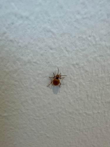 Scarabeo d'ottone — Bild 1