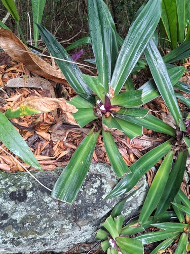 Fiore messicano a tre maestri — Bild 4