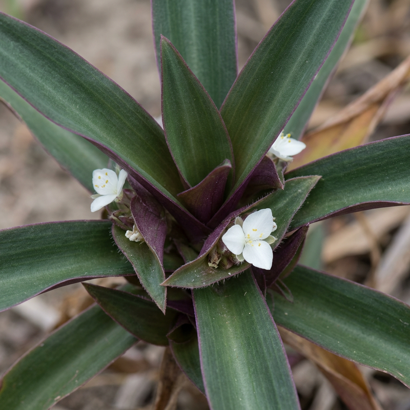 Fiore messicano a tre maestri