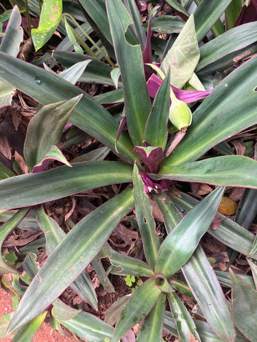 Fiore messicano a tre maestri — Bild 1