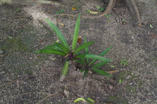 Fiore messicano a tre maestri — Bild 5