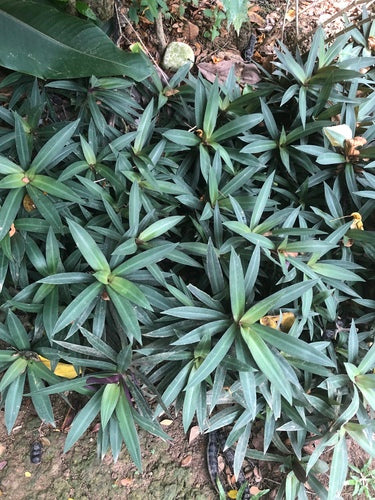 Fiore messicano a tre maestri — Bild 2