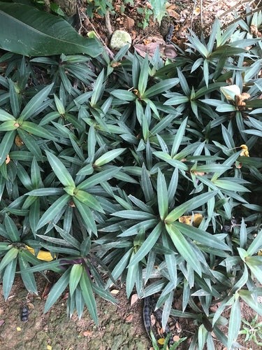 Fiore messicano a tre maestri — Bild 3
