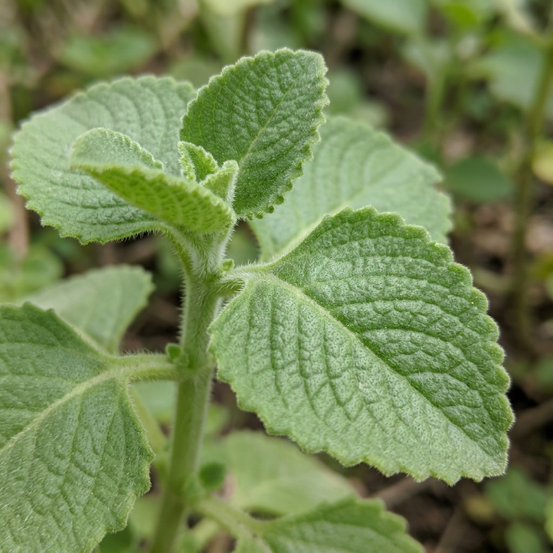 Origano messicano (Plectranthus amboinicus), illustrazione IA