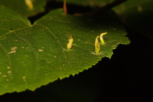 Acari — Bild 5