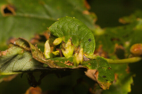 Acari — Bild 4