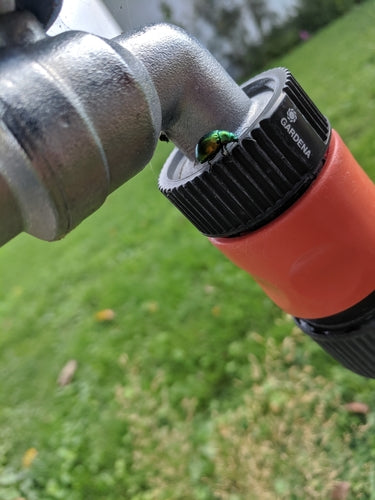 Scarabeo delle foglie di menta (larva) — foto 4 di 11