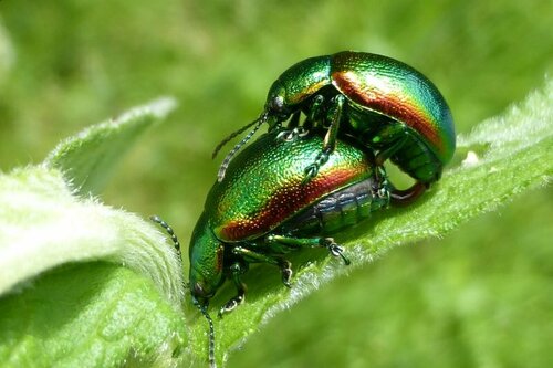 Scarabeo delle foglie di menta (larva) — foto 5 di 11