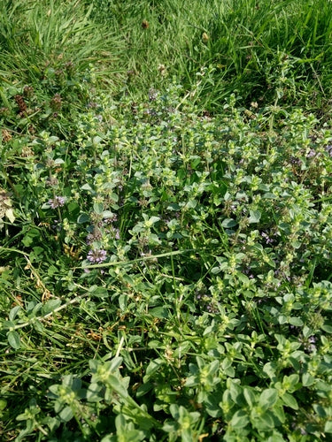 menta — Bild 5