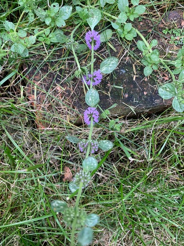 menta — foto 3 di 10