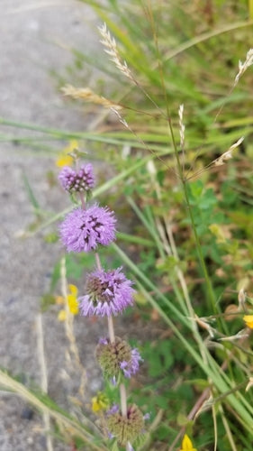 menta — foto 5 di 10