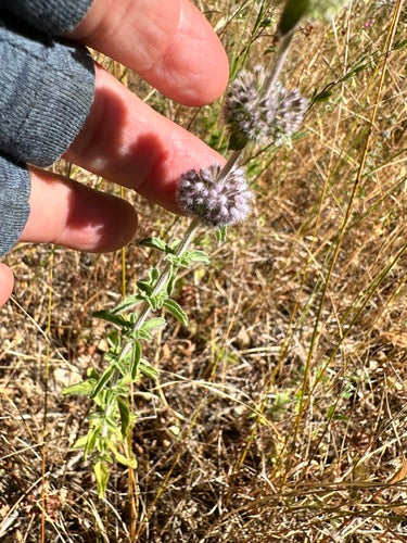 menta — Bild 3