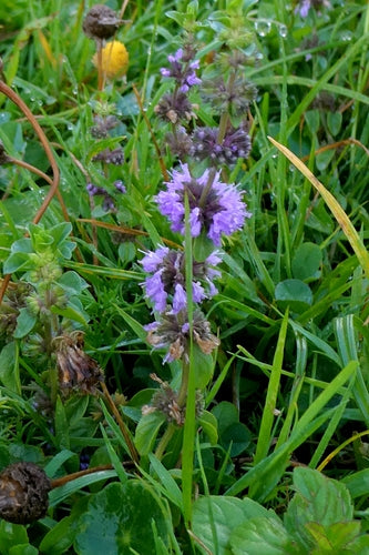 menta — Bild 2