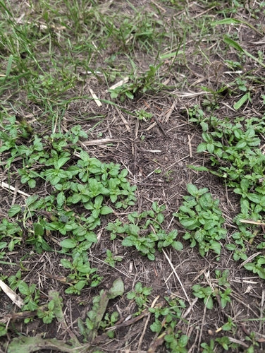 menta — Bild 4