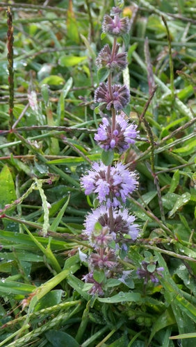 menta — Bild 1