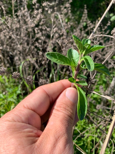 menta — foto 4 di 10