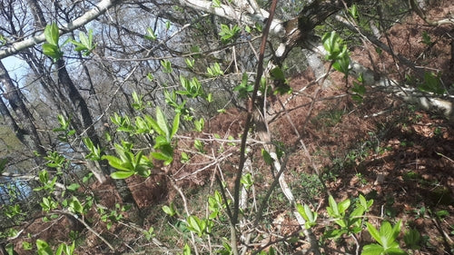 Nespola — Bild 3