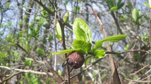 Nespola — Bild 4