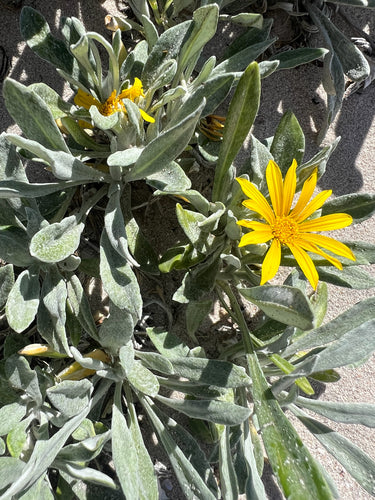 Mezzogiorno d'oro — Bild 4