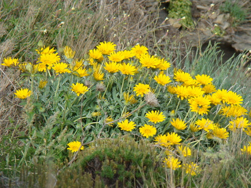 Mezzogiorno d'oro — Bild 2