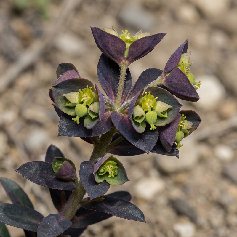 Euforbia mediterranea 'Black Bird'