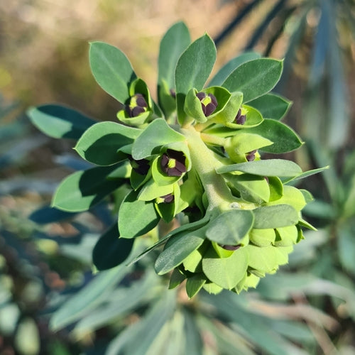 Euforbia mediterranea 'Black Bird' — Bild 4